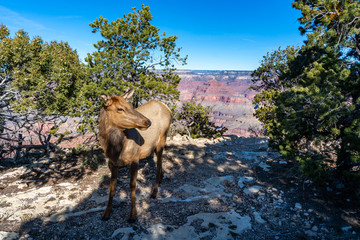 Wild Grand Canyon Elk