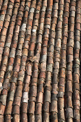 Closeup of Roof Tiles, Tui