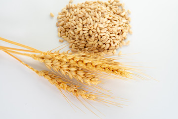 wheat spike and grains
