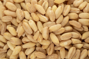 wheat spike and grains
