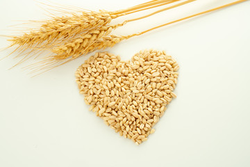 wheat spike and grains
