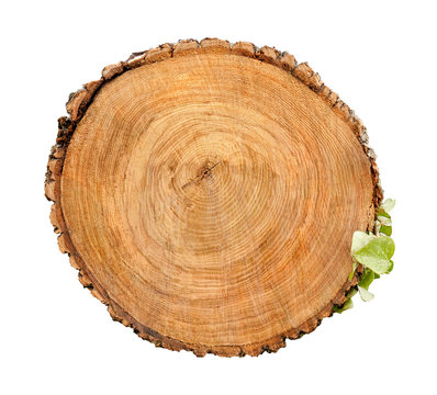 Large circular piece of wood cross section with tree ring texture pattern and cracks isolated on white background. Rough organic edges of bark.