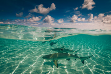 Requins de Moorea
