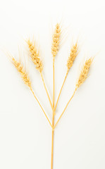 Fototapeta premium wheat spike and grains 
