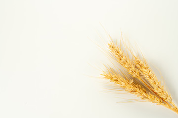 Obraz premium wheat spike and grains 