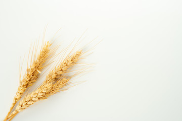 wheat spike and grains
