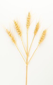 wheat spike and grains
