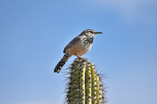 Cactus Wren