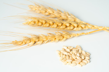 wheat spike and grains
