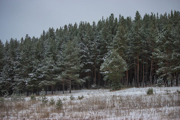 winter forest in Russia