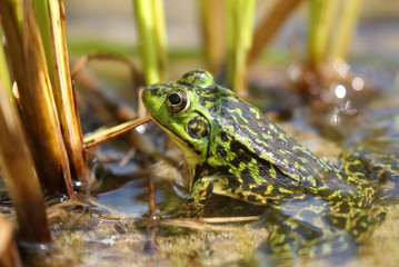 frog in water 