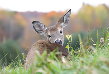 deer resting in grass during autumn