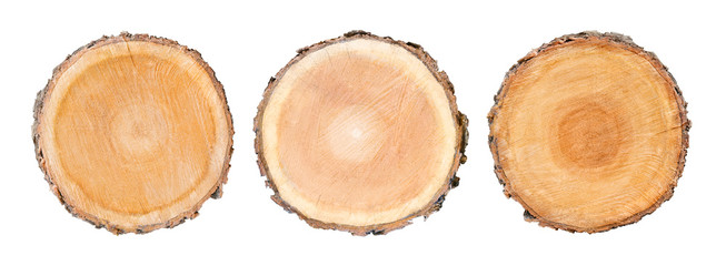 Set of three big tree trunks cut from the woods. Textured surface with rings and cracks. Neutral background made of hardwood from the forest. - 241018726