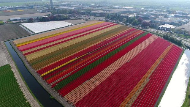 Aerial of tulip field showing several different colors of blooming flowers like red yellow and pink this is a popular tourist attraction during spring season near Amsterdam Holland the Netherlands 4k