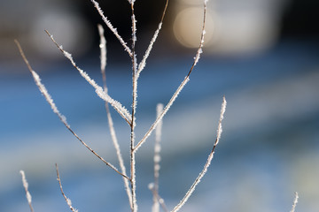 Close-up of dried herbs plants weeds covered with frost
