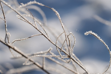 Close-up of dried herbs plants weeds covered with frost