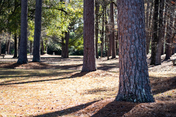 Tree in the park