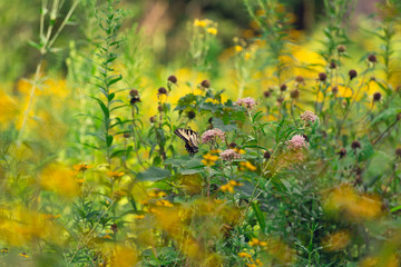 yellow swallowtail butterfly in a field of wildflowers