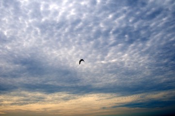 Fototapeta na wymiar Seagull in Cirrus Clouds
