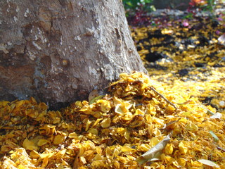 autumn leaves in the forest