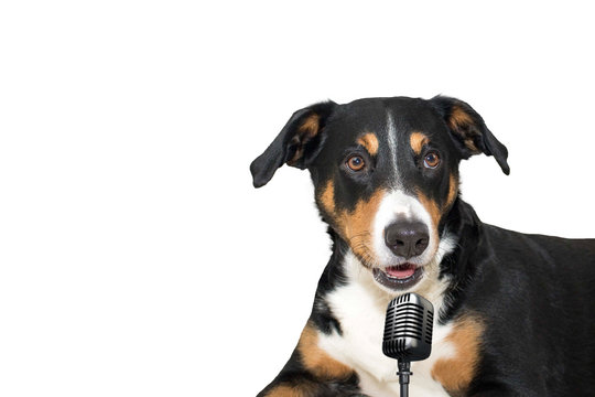 Appenzeller mountain dog isolated on white background singing with microphone