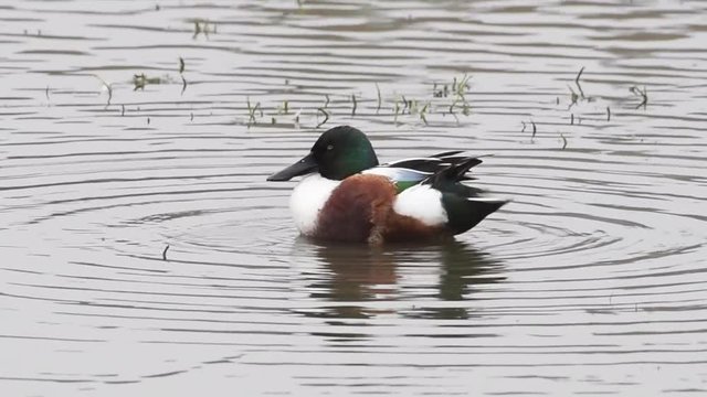 HD Video of a male Northern Shoveler duck swimming in a shallow water preening. This species is unmistakable in the northern hemisphere due to its large spatulate bill.
