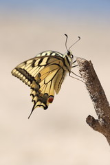 Motyl Paź Królowej