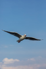 Seagull
