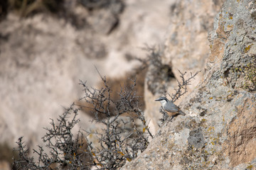 Sıvacı » Sitta europaea » Eurasian Nuthatch