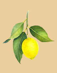 Fresh juicy lemon isolated on light beige background. Branch of yellow citrus fruit with green leaves. Hand drawn watercolor painting. Botanical realistic art.