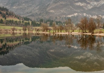 trees in bohinj at sunset