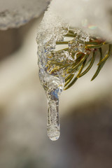 Spruce Tip Icicle