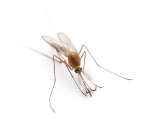 Supermacro of Mosquito isolated on white.