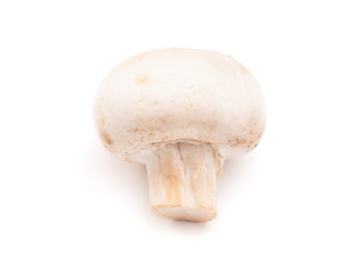 Mushroom Isolated on a White Background