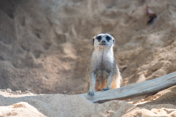 Suricate