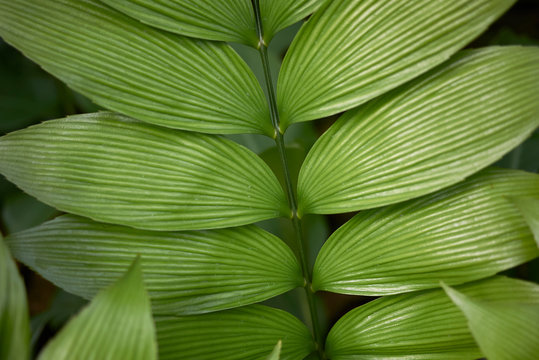 Zamia Skinneri