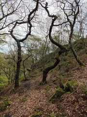 beech forest on a steep hillside with twisted trees in silhouette against the sky