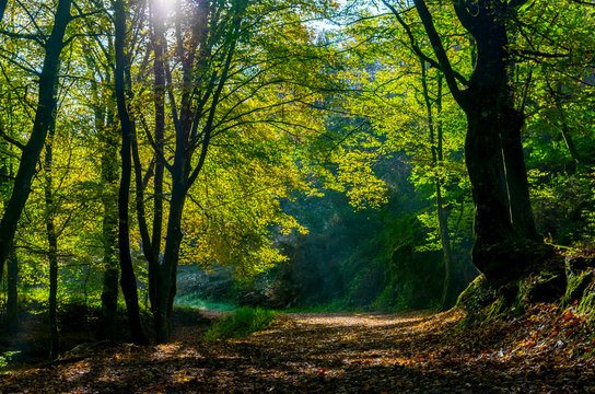 broceliande 02
