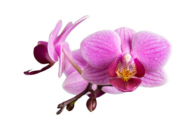 Fototapeta na wymiar Flower to orchids insulated on white background