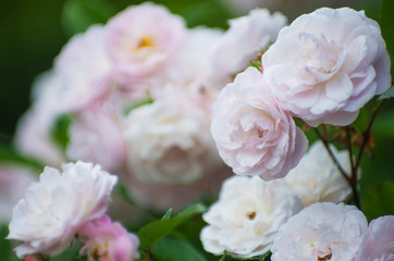 Obraz na płótnie Canvas bushes of white roses, soft effect