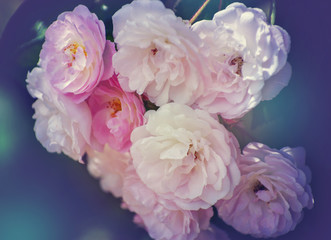 bushes of white roses, soft effect