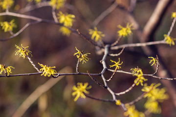 Yellow witch hazel flowers blooming in the winter