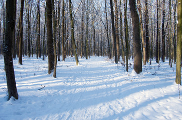 Sunset in winter forest