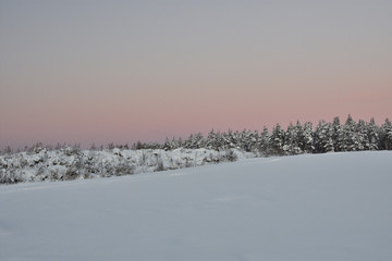 Naklejka premium winter landscape with trees and snow