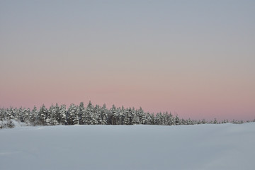 winter landscape with fog and trees