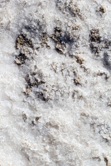 Stones covered by natural white salt crystals, close up. Salty lake shore background. Spain, Torrevieja.