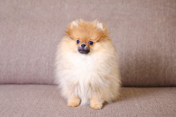 adorable fluffy pomeranian puppy sitting on the couch