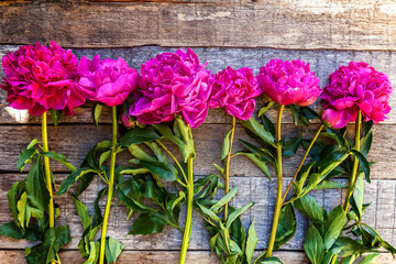 Floral frame with fresh blooming pink magenta peony flowers bouquet on old shabby rustic wooden background, copyspace. Spring or summer in garden, eco, colorful nature, ecology concept