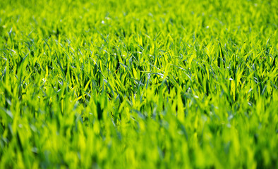 Green grass texture from a field