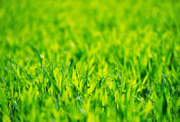 Fototapeta premium Green grass texture from a field